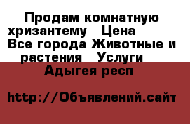 Продам комнатную хризантему › Цена ­ 250 - Все города Животные и растения » Услуги   . Адыгея респ.